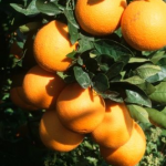 Orange Grove Management